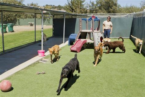 dog boarding costa mesa|TOP 10 BEST Dog Boarding in Costa Mesa, CA